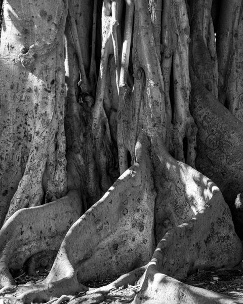 Black and white close view of a huge tree's twisting aerial roots and buttresses