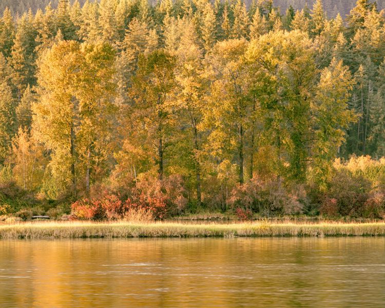 Cottonwoods in full yellow autumn colour along a riverbank, glowing in low sun and reflected in the water