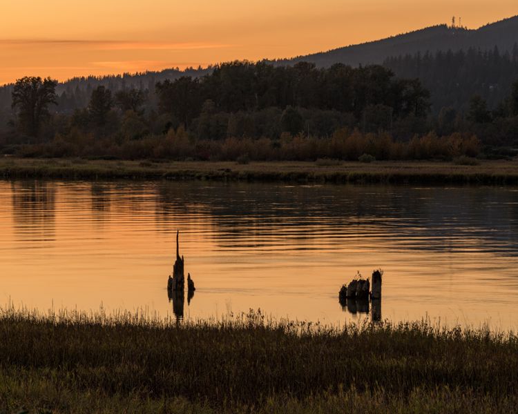 Silhouetted stumps standing in an orange river at sunset, with a dark treeline and hills behind