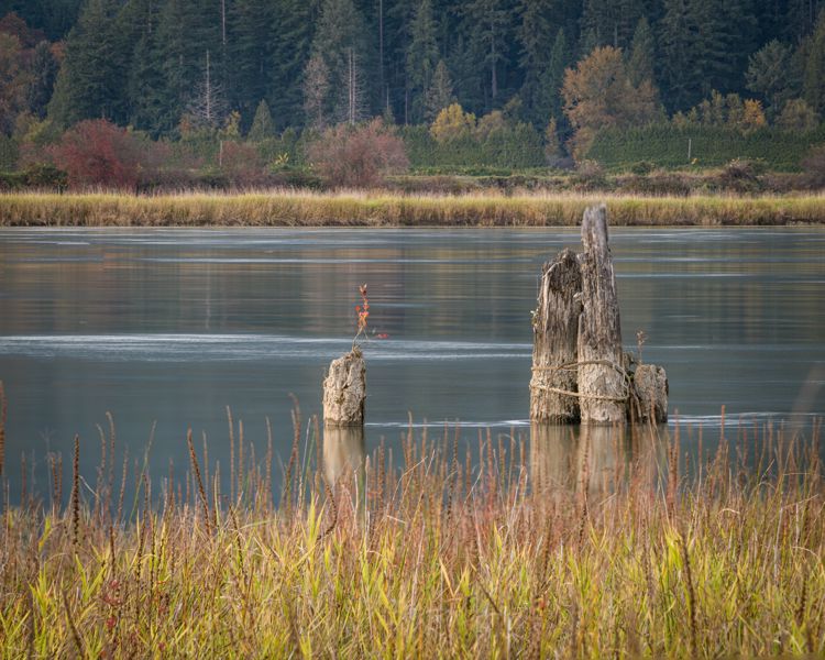 Weathered old stumps standing in calm blue water beyond autumn grasses, a small bird perched on one