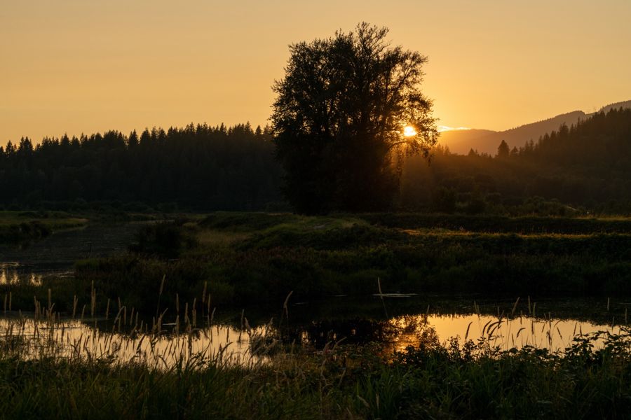 The setting sun peeking through a lone tree silhouetted over a marsh, its golden light reflected in the water