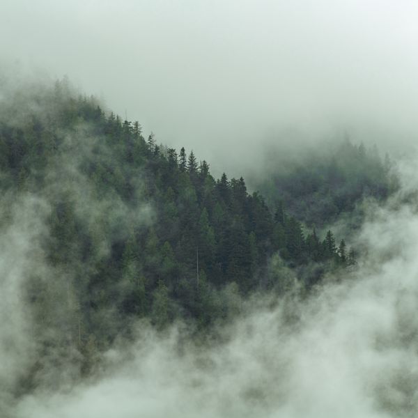 Fog rising through a steep, forested mountainside, the trees fading into white