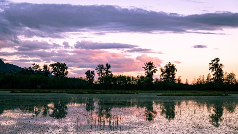 A row of trees silhouetted against pink and purple evening clouds, mirrored in still marsh water