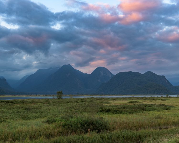 Dark, rounded mountains under heavy blue clouds tinged with pink, above a green marsh meadow with a lone tree