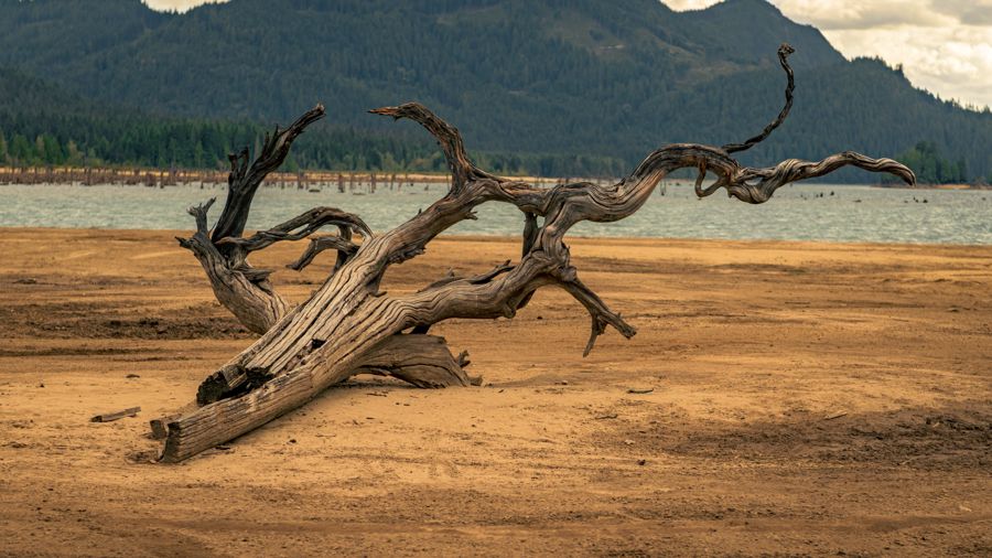 A twisted, sun-bleached driftwood stump on a dry sandy lakebed, with forested mountains behind