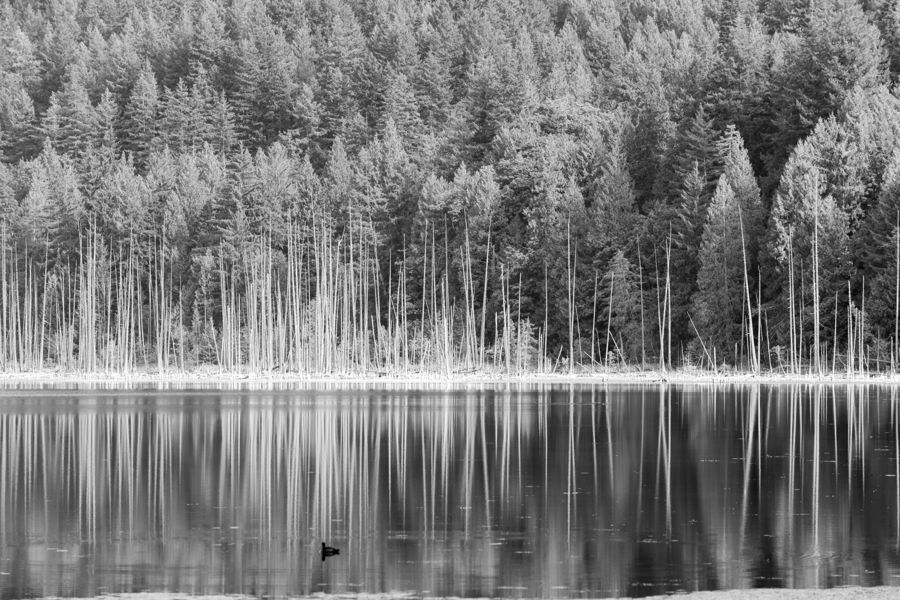Black and white view of pale, bare tree trunks along a forest edge, mirrored perfectly in still water with a single duck