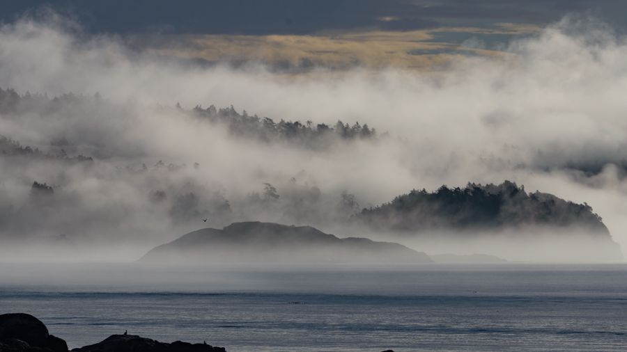 Forested islands half hidden in thick, rolling sea fog above grey water