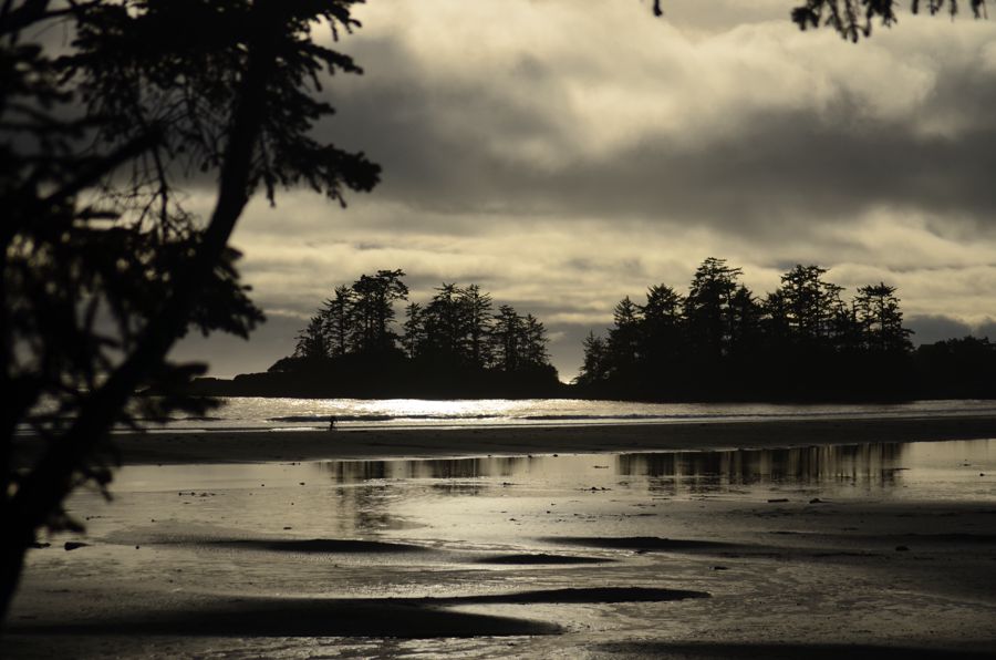 Small tree-covered islands silhouetted against a bright, cloudy sky above a wet beach, framed by overhanging branches