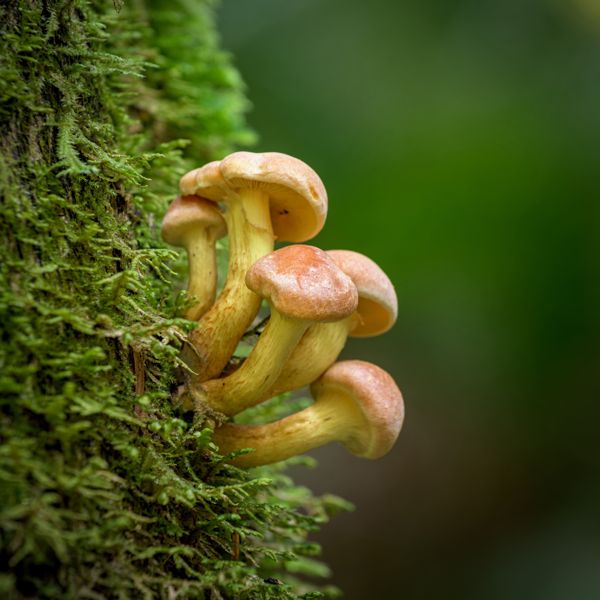 A cluster of golden mushrooms growing from a moss-covered tree trunk against a soft green background