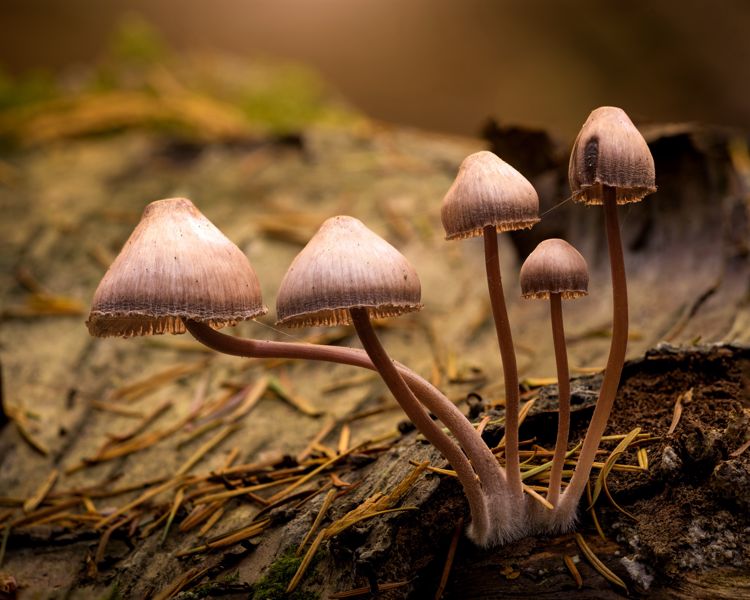 Delicate mushrooms with conical brown caps and thin stems rising from a decaying log, lit warmly from behind