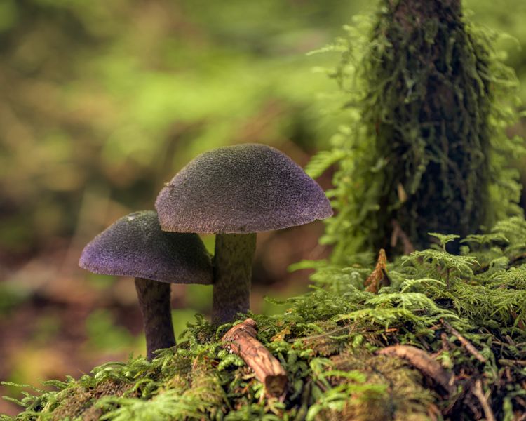 Two purple-grey mushrooms side by side on a mossy forest floor beside a moss-draped stump