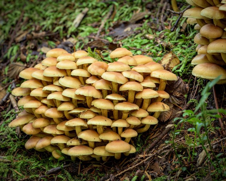 Dozens of tan mushrooms packed tightly together on the forest floor among moss and ferns