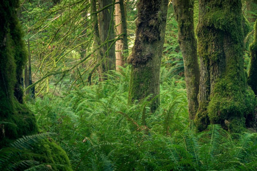 Rainforest