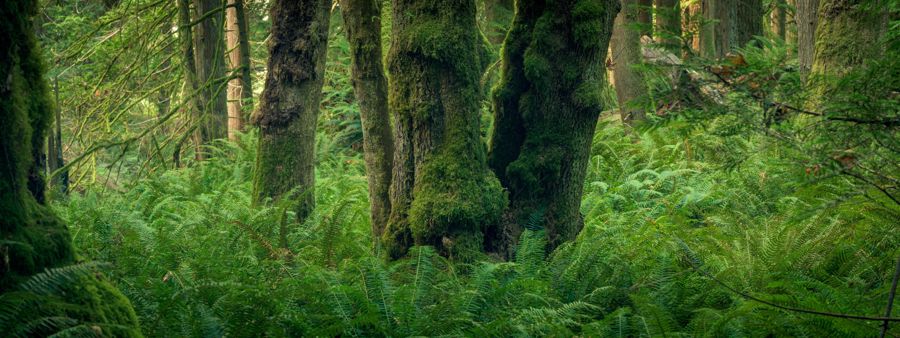 Panorama of moss-covered trees standing in a dense carpet of bright green sword ferns