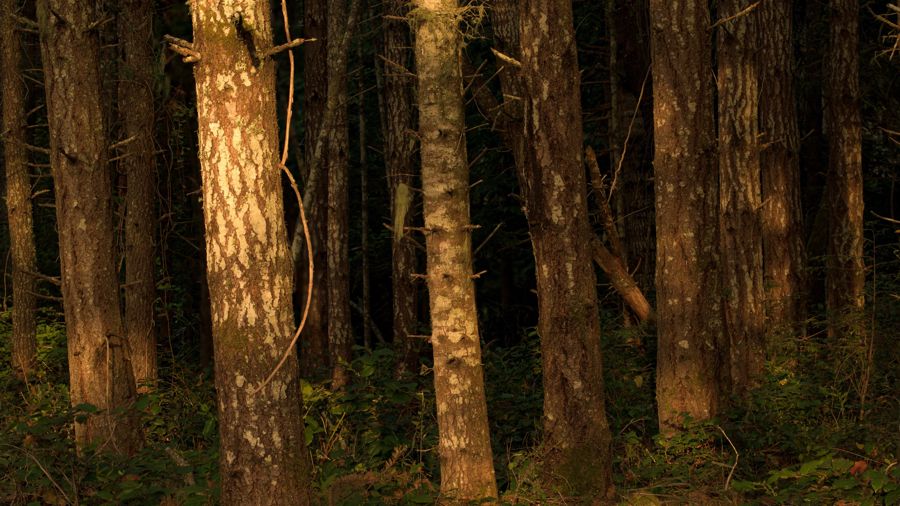 Straight conifer trunks in a dark forest, their bark lit orange by low evening sun