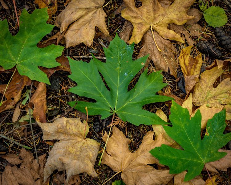 Green and brown bigleaf maple leaves scattered across the forest floor in autumn