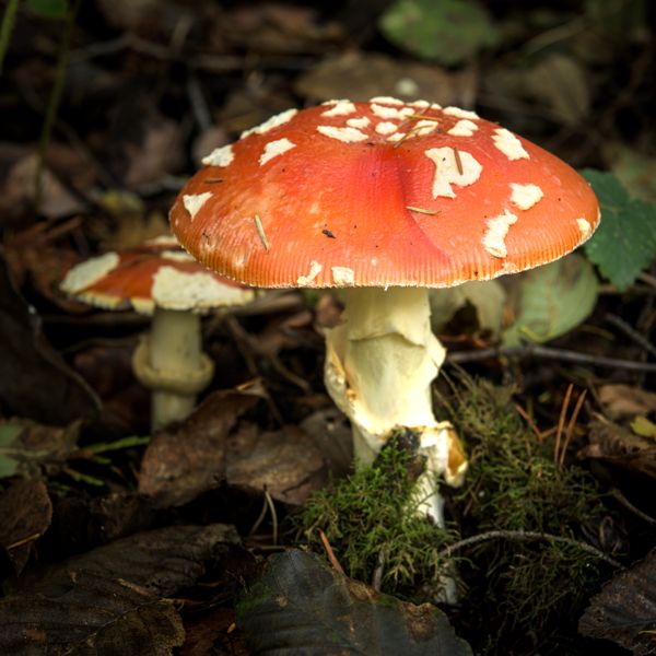 A red fly agaric mushroom with white spots among fallen leaves, a smaller one beside it