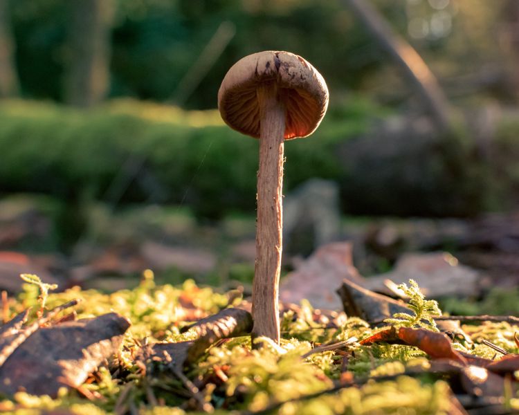Low-angle view of a single tall, slender mushroom on mossy ground, backlit by warm sun