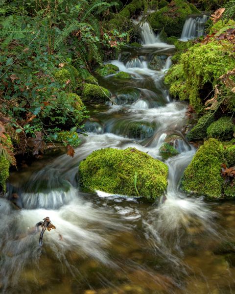 Long exposure of a small creek flowing in steps over bright green moss-covered rocks through ferns